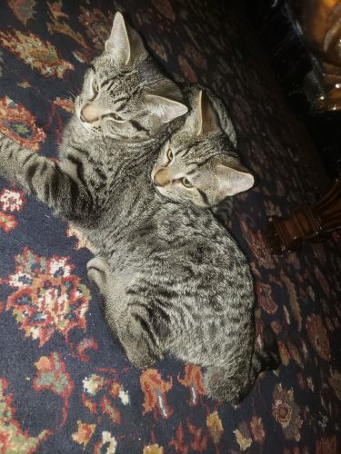 Two kittens