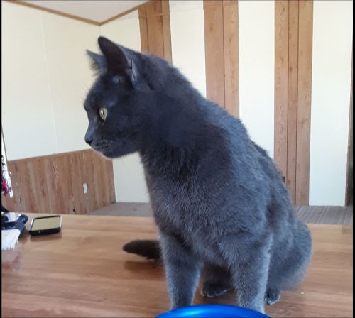 Desperate Home Needed