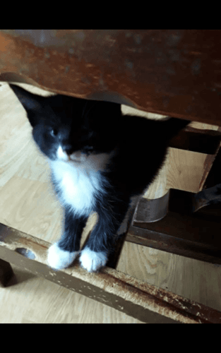 6 Kittens male and female