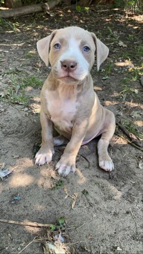 Blue fawn pit bull puppy