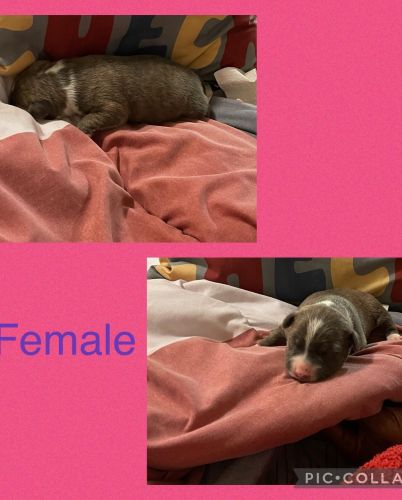 American Staffordshire terrier