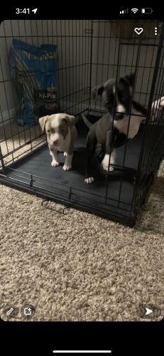 2 puppies. Brown boy, black girl