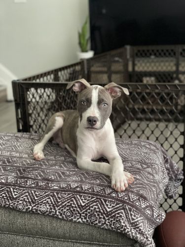 Hova Needs a New Home