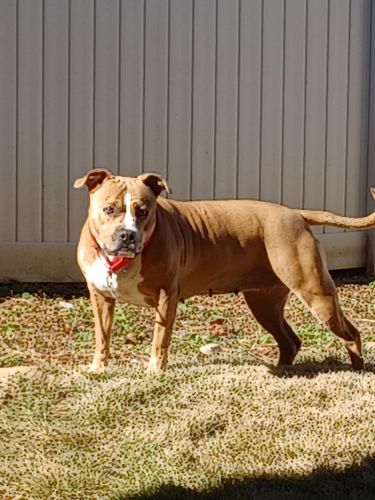 Female AMERICAN STAFFORDSHIRE