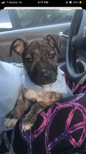 Puppy Pitbull