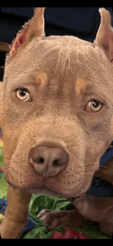 meet milo american bully/stafford shire terrier