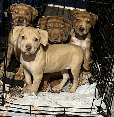 American stafforshire