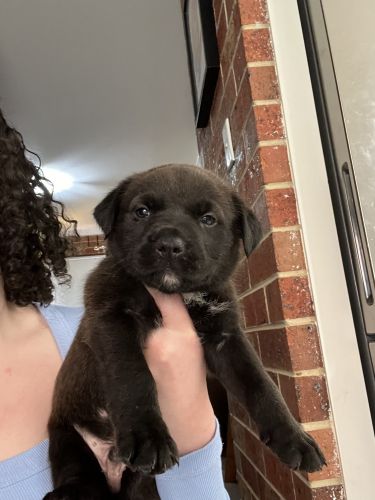 American Staffordshire Terrier Puppies for sale in Tullamarine VIC 3043, Australia. price: $500