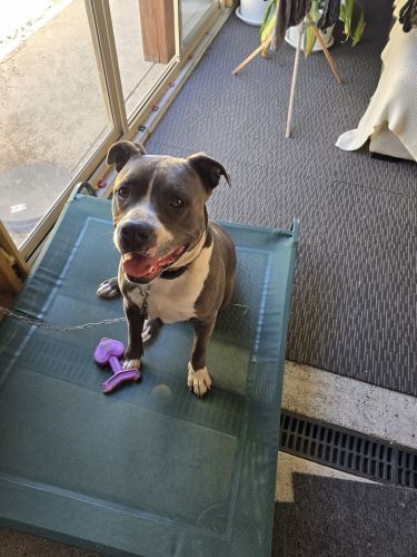 American Staffordshire Terrier Puppies for sale in Nowra NSW 2541, Australia. price: NA