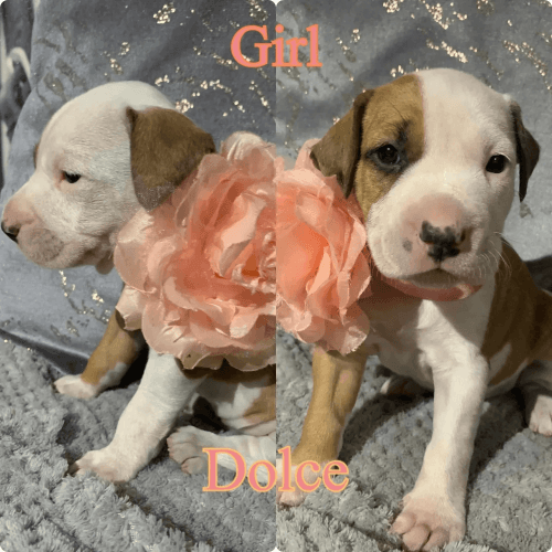 American Staffordshire Terrier Puppies for sale in Taree, New South Wales. price: $700