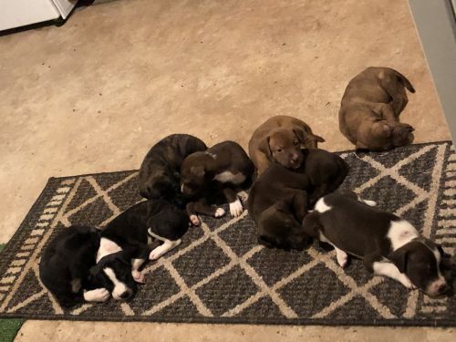 8 Puppies!