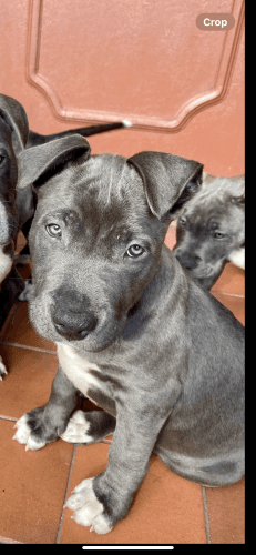 American Staffordshire Terrier Puppies for sale in Cranbourne VIC 3977, Australia. price: $1,200