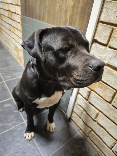 American Staffordshire Terrier Puppies for sale in Morisset NSW 2264, Australia. price: $700