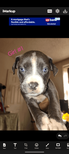 Looking for a forever home for fur-babies