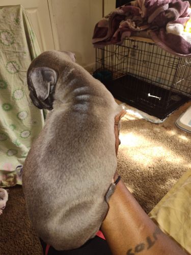 Looking for his forever home