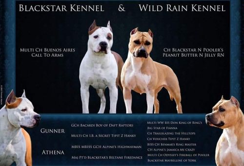 AKC American Staffordshire Terrier