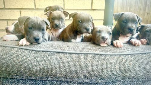 American Staffordshire Terrier Puppies for sale in Pimpama QLD, Australia. price: $1,000