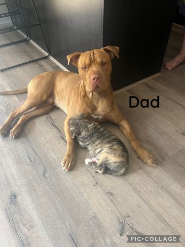 7 Staffy x puppies for sale