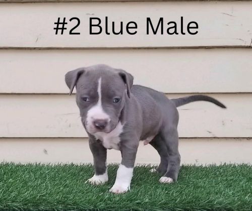 American Staffordshire Terrier Puppies for sale in Junction Village VIC 3977, Australia. price: $1,500