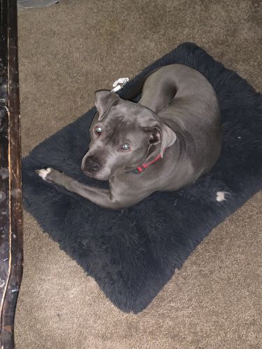 American Staffordshire Terrier