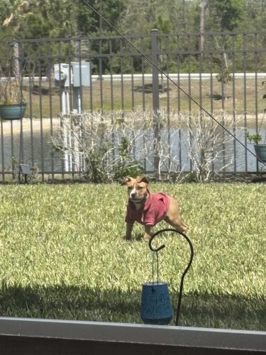 Puppy needs A New Home.