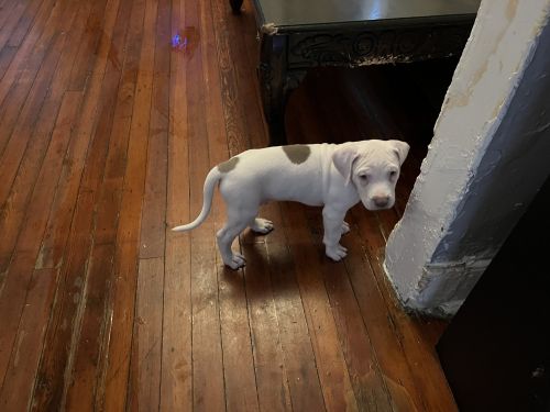 Rocky is looking for his forever family