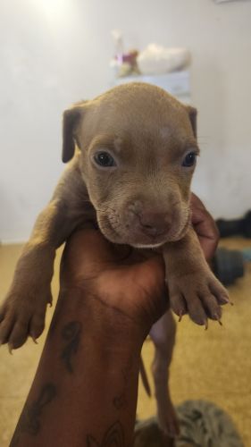 Xl/staffy pups for sale