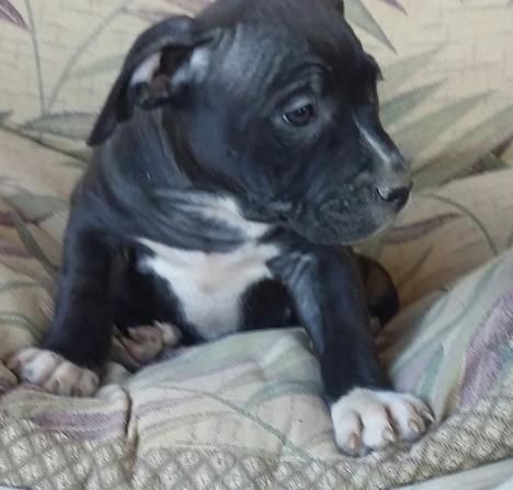 American Staffordshire Terrier for sale