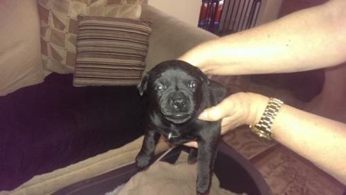 High Quality Staffordshire Bull Terriers 23 Champs