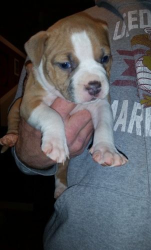 American Staffordshire Terrier puppies