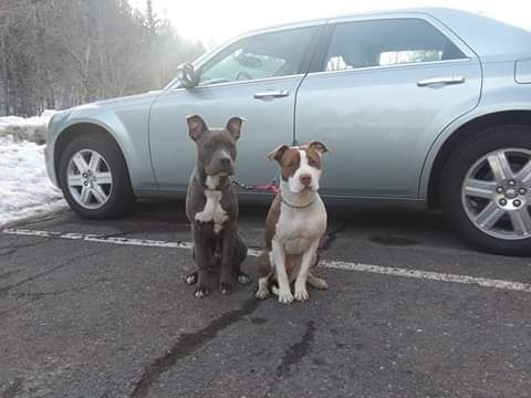 American stafforshire terrer puppies  *** 