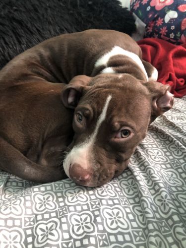 Female American Staffordshire Puppy