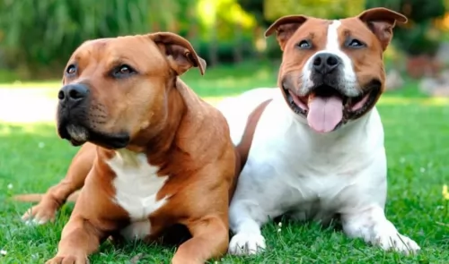american staffordshire terrier dogs - caring