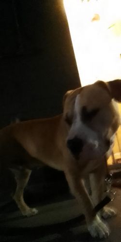 Looking for owner looking for male stud