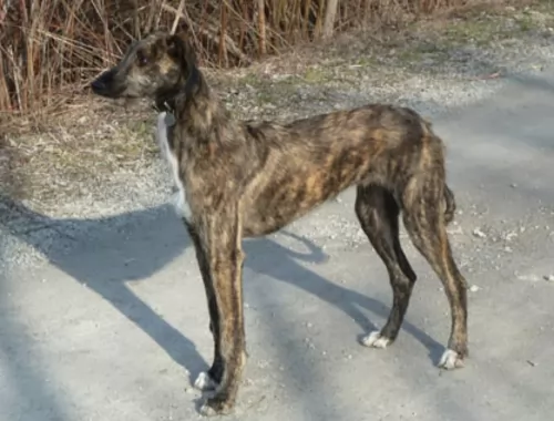 american staghound