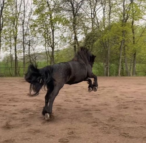 American Warmblood Horses for sale in Houston, TX, USA. price: $980