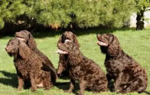 american water spaniel dogs - caring