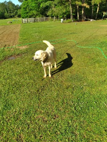 Antolion shepard puppies