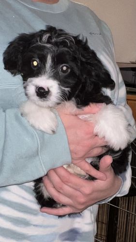 Small toy Aussiedoodle