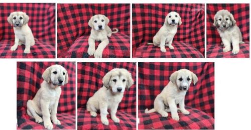 Anatolian Shepherd puppies