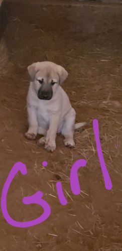 Anatolian Shepherd Puppies