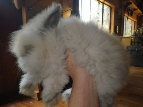 Beautiful English Angora Bunnies