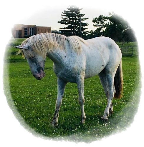 ApHC Ghostwind Appaloosa Stallion Standing at Stud