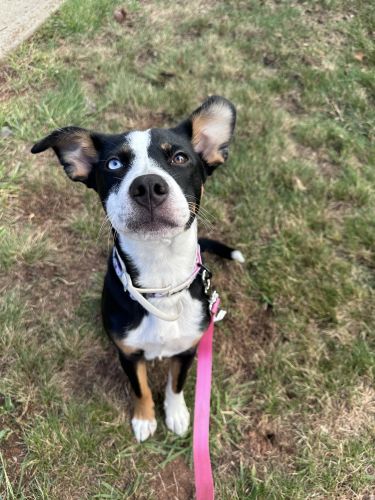 11 month female dog tink