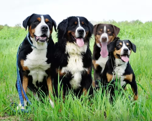 appenzell mountain dog dogs - caring