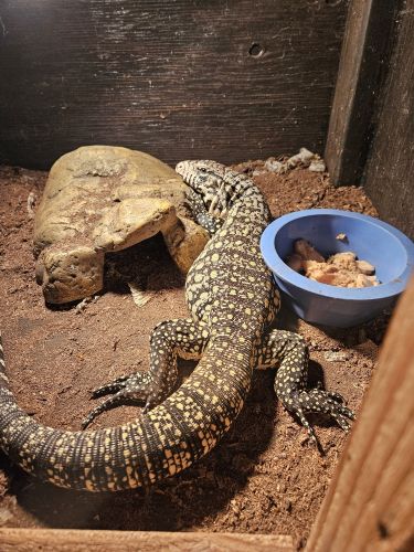 Argentine Black & White Tegu