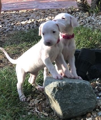 Dogo argentino
