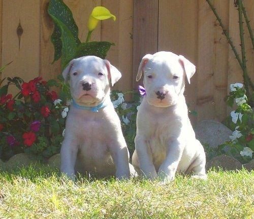Dogo Argentino Puppies