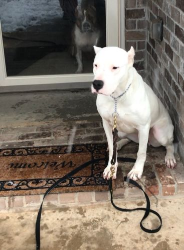 Sasha Dogo Argentina