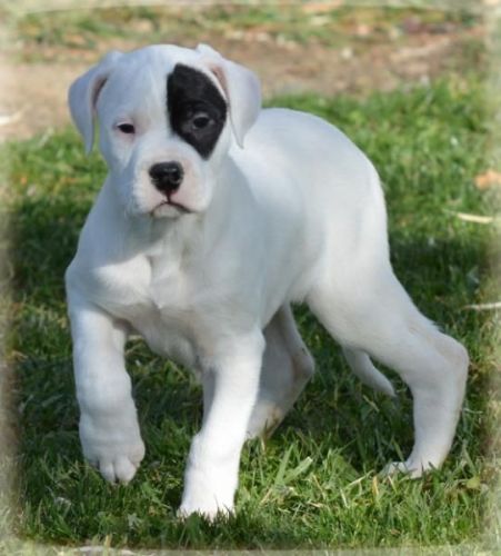 Dogo Argentino puppies